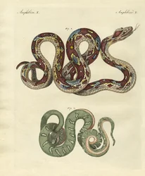 Awful snake